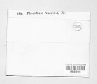 Phacidium vaccinii image